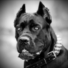Антон Grimmsoldier@yandex.ru